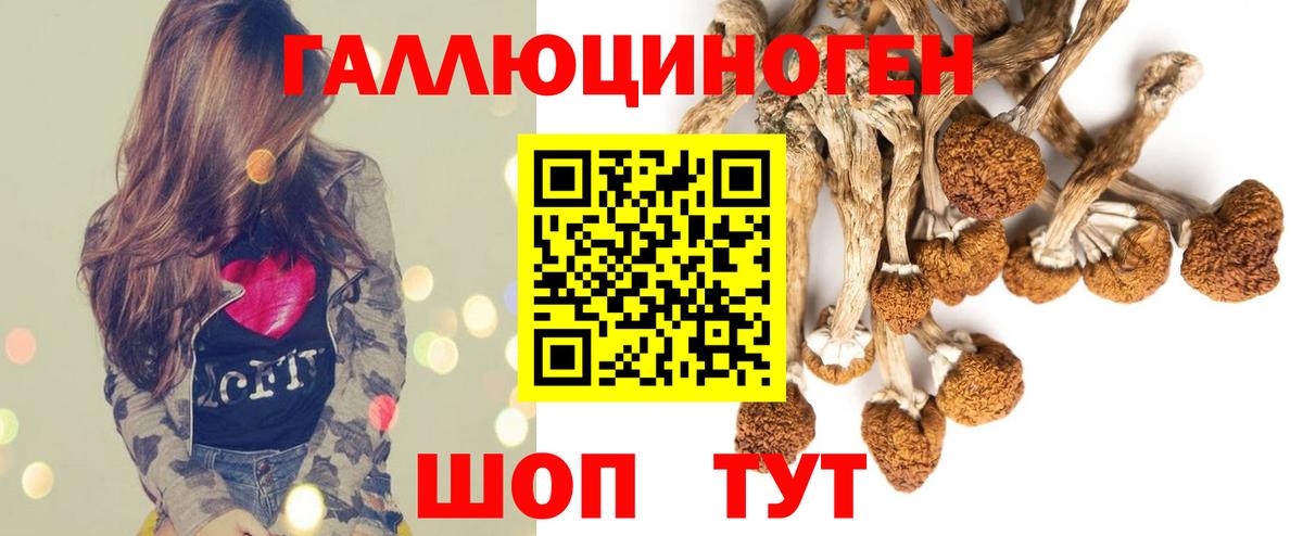 Псилоцибиновые грибы Psilocybe Минусинск
